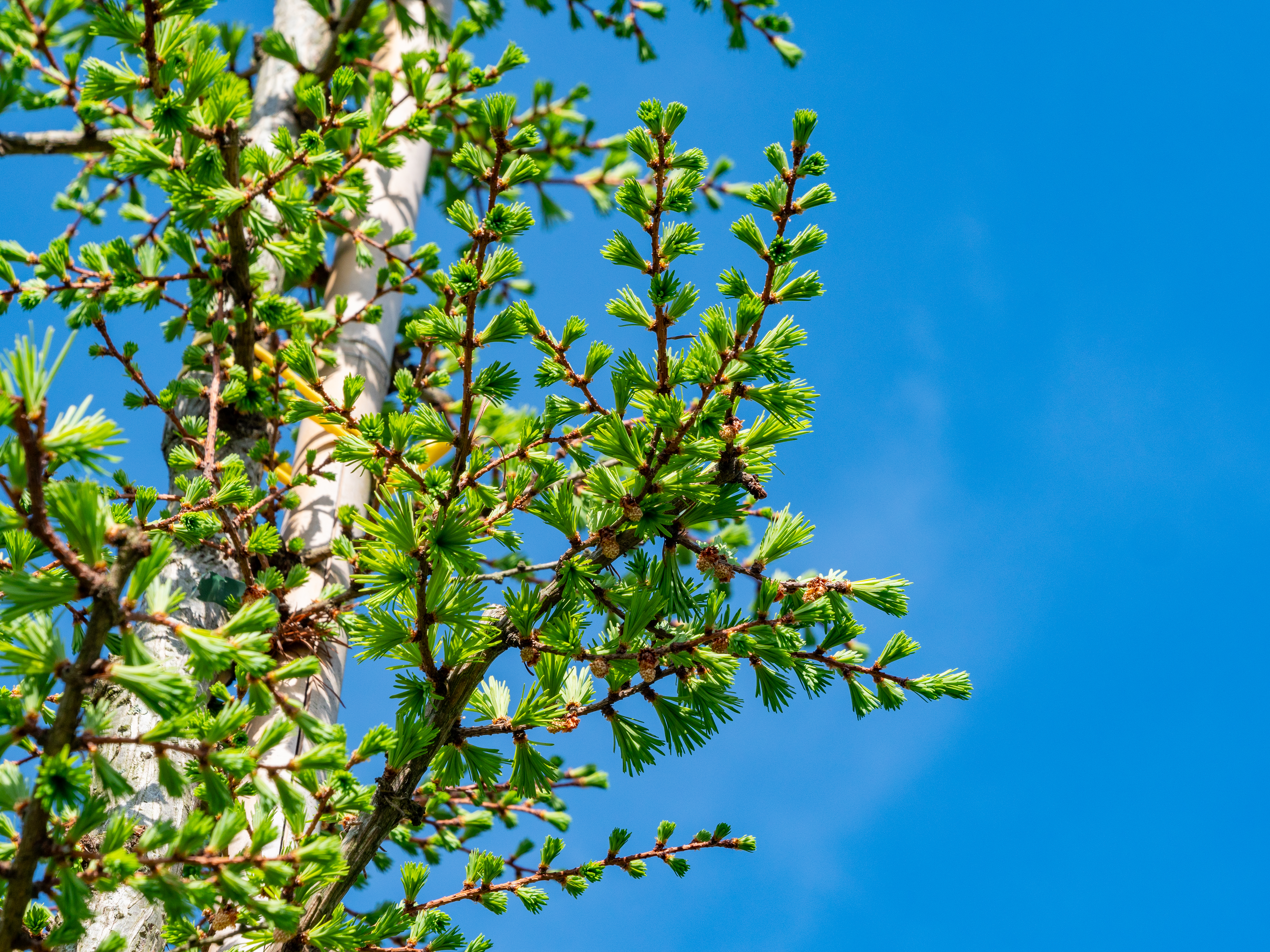 Larix kaempferi | Japanese larch - Pepinierele Van den Berk